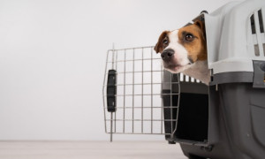 Enac, ecco la delibera che rende i cieli pet-friendly