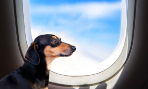 Voli, alcune compagnie aeree continuano a non accettare cani in cabina