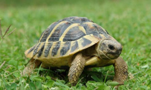 Giornata Mondiale delle Tartarughe: un appello per salvare le custodi millenarie del pianeta