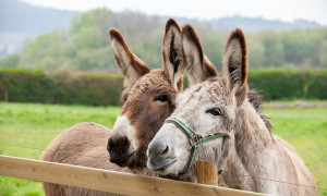 Ad Addis Abeba apre il "Donkey Sanctuary": una clinica gratuita per gli asini