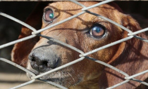 In carcere chi maltratta gli animali: via libera alla legge