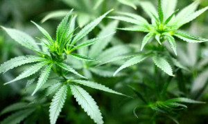 Cannabis light, ora &egrave; reato: il decreto Sicurezza &egrave; legge. Scattano divieti e pene durissime