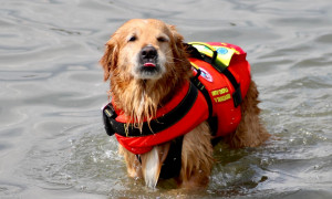 Olbia, arrivano i cani da salvataggio: al via il progetto sperimentale sulle spiagge