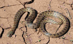 Ibiza: serpenti fuori controllo minacciano l&rsquo;ecosistema e spaventano i turisti