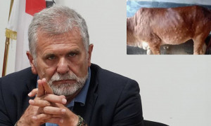 Primo caso di dermatite virale contagiosa confermato in Sardegna