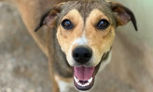 Quartu Sant&rsquo;Elena, via libera alle adozioni dei cagnolini di Santu Lianu