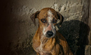 Entra in vigore la &ldquo;Legge Brambilla&rdquo;: reati contro gli animali, pene fino a 4 anni di carcere