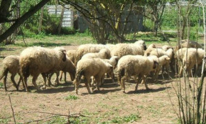 Coldiretti Nord Sardegna: emergenza siccit&agrave; ora minaccia sopravvivenza degli allevamenti