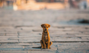 Siamaggiore, 600 euro a chi adotta un cane dal canile: al via la campagna contro il randagismo
