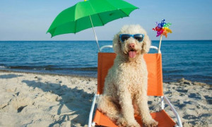 Ecco il galateo da seguire per godersi il mare insieme al proprio cane