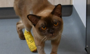Australia, gatto sopravvive a un intero ciclo di lavatrice: &ldquo;Pablo &egrave; un miracolo su quattro zampe&rdquo;