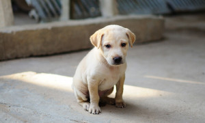 Furti di cani in aumento tra riscatto, mercato nero e social
