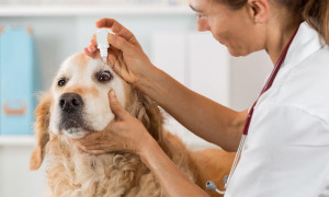Permessi retribuiti per la morte o la malattia del cane o del gatto: arriva la proposta di legge