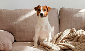 Svezia, fino a due anni di carcere per chi lascia i cani soli oltre sei ore