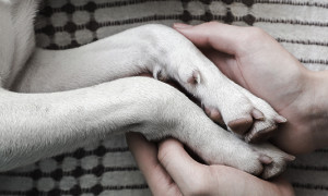 Quando muore un animale domestico: perch&eacute; &egrave; un vero lutto e come affrontarlo