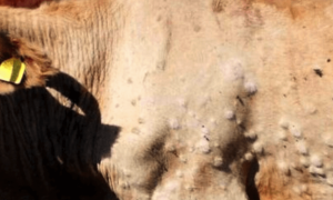 Dermatite nodulare bovina: il Consiglio di Stato blocca gli abbattimenti massivi in Sardegna