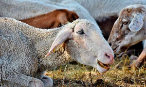 Blue Tongue, torna l&rsquo;allarme negli allevamenti: 440 focolai nel Centro Italia, pecore decimate