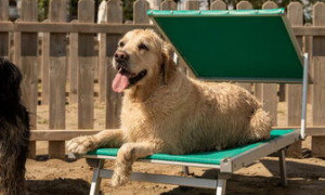 Friuli Venezia Giulia, vacanze pet friendly: spiagge, musei, ristoranti e sentieri
