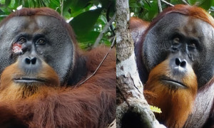 Studio, gli animali usavano la medicina prima dell'uomo