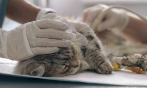 Shock nel Regno Unito: scoperta rete globale di tortura di gatti, coinvolti anche minori