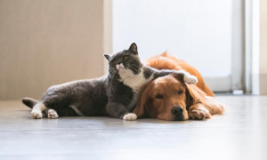 12 agosto, Giornata Mondiale contro la crudelt&agrave; verso gli animali: meno reati, ma pi&ugrave; gravi