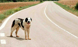 Emergenza abbandoni: a luglio oltre 7.000 animali lasciati per strada in Italia