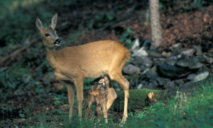 In Svizzera pi&ugrave; di 6.000 cuccioli di capriolo salvati da una triste fine