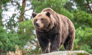 California, orso entra in gelateria e sceglie il suo gusto preferito: la fragola