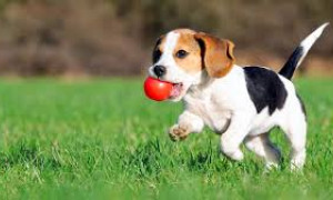 Giornata Mondiale del Cane: i falsi miti da sfatare per il loro benessere