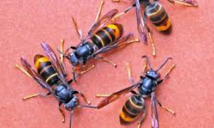 Cagliari, chiuso il parco dell&rsquo;ex Vetreria di Pirri per invasione di vespe