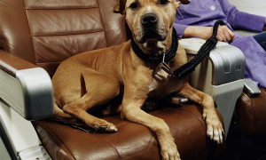 Ita Airways, volo sperimentale con cani di grossa taglia in cabina: una prima assoluta in Italia