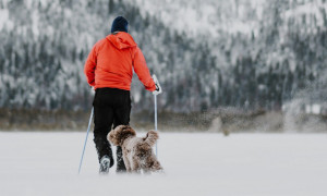 L'Alto Adige introduce la tassa di soggiorno per i cani