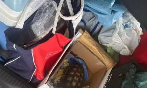 Rubano una tartaruga e sassi da spiagge, turisti fermati a Olbia