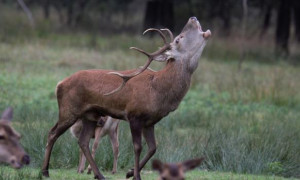 Val Fontana, stop alle auto di notte per tutelare i cervi in amore
