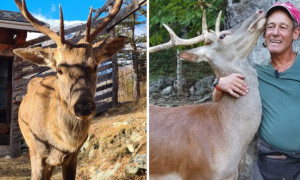 Addio a Bambi, il cervo pi&ugrave; famoso d'Italia: si &egrave; spento nell'oasi in Valmalenco