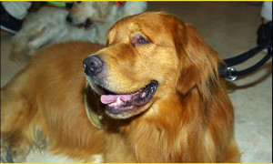 &ldquo;Leo, il cocker cieco che vede col cuore&rdquo;: il cortometraggio vince il Pet Carpet Film Festival