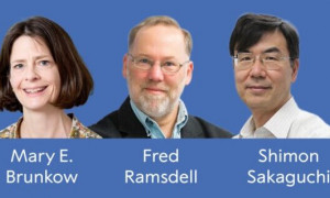 Nobel per la Medicina 2025 ai pionieri della tolleranza immunitaria: Brunkow, Ramsdell e Sakaguchi