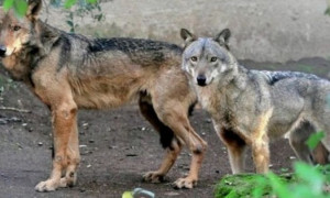 Lazio, 600 mila euro per abbattere animali &ldquo;rinselvatichiti&rdquo;: bufera sulla delibera regionale