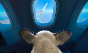 Cani di grossa taglia in cabina, Ryanair dice no