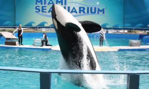 Chiusura storica: il Miami Seaquarium chiude i battenti dopo 70 anni di polemiche