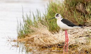 Ambiente: Sardegna in prima fila nella lotta alle uccisioni illegali di avifauna