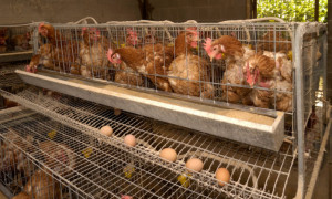 Niente leggi sul benessere degli animali, protesta della coalizione anti-gabbie