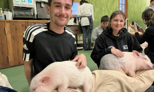 Non solo gatti e cani: a Budapest apre il primo &quot;Pig Caf&eacute;&quot; d'Europa