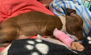Cucciolo di pitbull gettato da un'auto in corsa: &egrave; morto &quot;Pittino&quot;