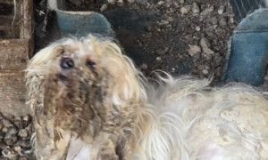 Cuccioli e fattrici tra topi, cadaveri ed escrementi: scoperto allevamento clandestino di cani