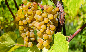 Milis si veste a festa per la 36^ rassegna &quot;Vini di Sardegna&quot;: oltre 50 etichette in degustazione