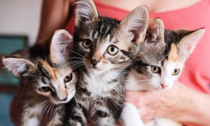 Roma, bibliotecaria muore e lascia 157mila euro in eredit&agrave; ai gatti della Muratella