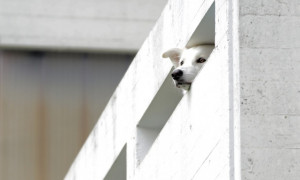 Cane muore precipitando dal balcone a Lecce: padrone condannato per maltrattamento