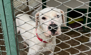 Futuro a quattro zampe: Sassari progetta un nuovo canile sanitario e gattile da 1 milione di euro