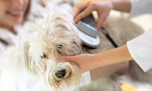 Microchip gratuito per i cani, il Comune di Cagliari lancia una giornata dedicata